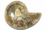 Cut & Polished Jurassic Nautilus Fossil (Half) - Madagascar #365529-1